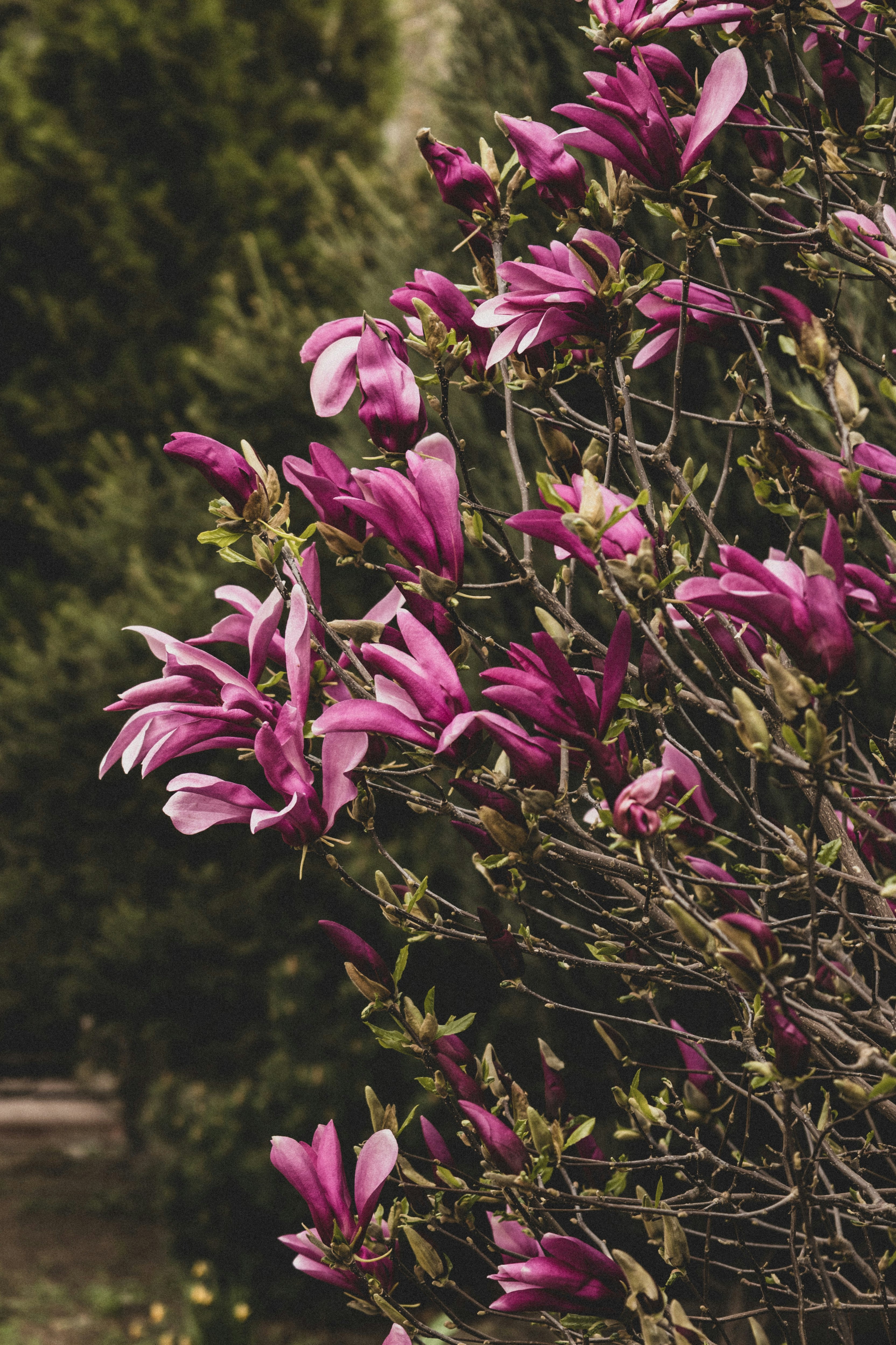 pink flowers with green leaves during daytime